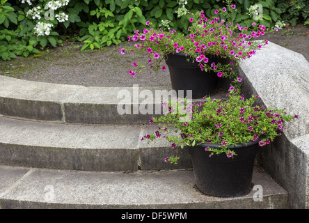 Des marches en pierre dans un jardin, décoré par les pots de fleurs. Banque D'Images