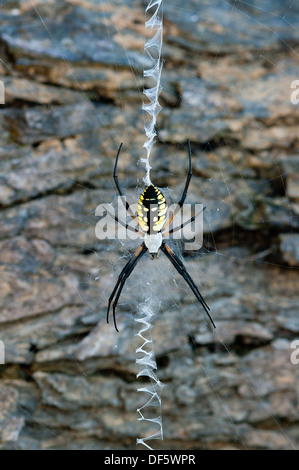 Jardin Araignée noire et jaune, l'Argiope aurantia, araignée, insectes, de l'amérique du nord, les insectes venimeux arachnides Banque D'Images