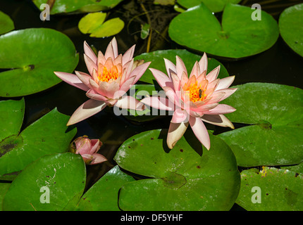 Beau Bassin avec nénuphars roses en fleurs avec poisson koi la natation. Banque D'Images