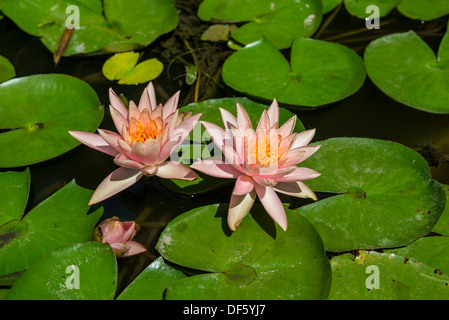 Beau Bassin avec nénuphars roses en fleurs avec poisson koi la natation. Banque D'Images