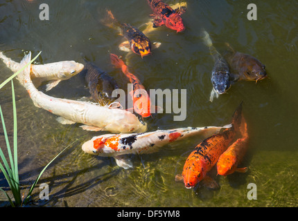 Une variété de poisson koi dans un étang de jardin tropical. Banque D'Images