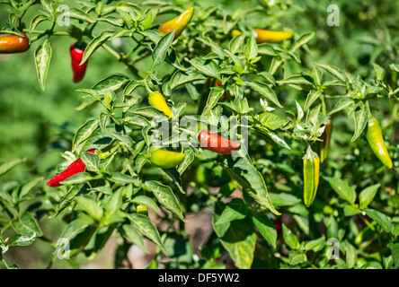 Des poissons colorés des piments, Capsicum annuum. Banque D'Images