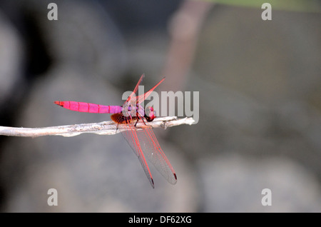 Libellule violet vert repose sur twig Banque D'Images