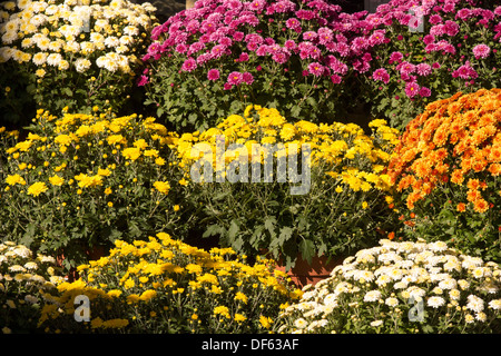 Les chrysanthèmes en pot sur des étagères Banque D'Images