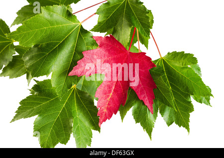 Photo horizontale d'une seule feuille d'érable rouge vif chez les maple leafs vert Banque D'Images