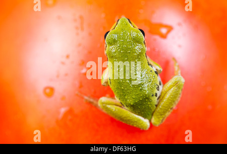 Photo gros plan de jardin vert grenouille sur le flou d'arrière-plan de surface de tomate mûre Banque D'Images