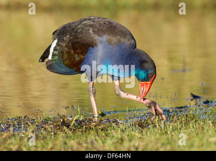 La talève sultane (Porphyrio porphyrio), photographié en Australie, est une 'Swamp hen' dans le rail de la famille. Banque D'Images