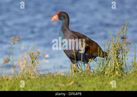 La talève sultane (Porphyrio porphyrio), photographié en Australie, est une 'Swamp hen' dans le rail de la famille. Banque D'Images