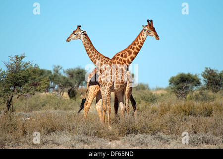 Deux taureaux Girafe (Giraffa camelopardalis), Afrique du Sud Banque D'Images