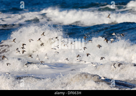 Bécasseau sanderling Calidris alba Banque D'Images