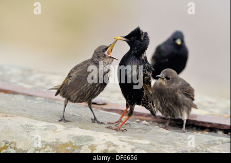 Starling - mineurs étant nourries par parent Sturnus vulgaris Banque D'Images