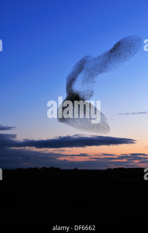 Sansonnet Sturnus vulgaris troupeau en vol au coucher du soleil Banque D'Images