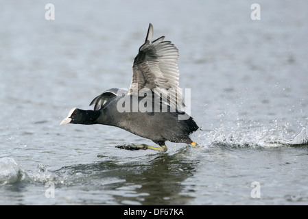 Coot Fulica atra Banque D'Images