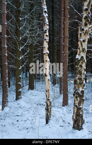 La neige a couvert de pins, château, Allée Eden Teesside Banque D'Images