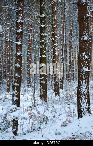 La neige a couvert des pins dans Castle Eden Passerelle, Teesside Banque D'Images