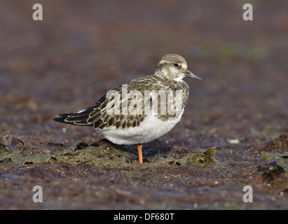 Turnstone Arenaria interpres Banque D'Images