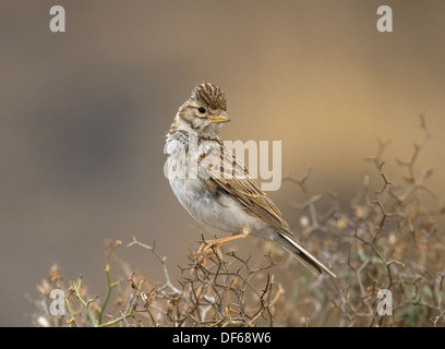 Circaète jean-le-petit - Lark Calandrella rufescens Banque D'Images