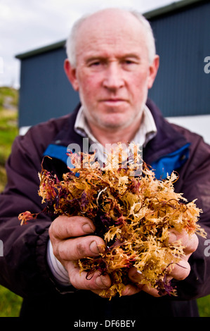 Eddie Cunningham avec une poignée de ses prêts et séché Carrageen moss ou chondrus crispus utilisé comme une médecine de fines herbes pour la toux et le rhume chesty Banque D'Images