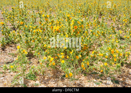 Or commun ou Chardon Chardon Huître espagnol (Scolymus hispanicus) Banque D'Images