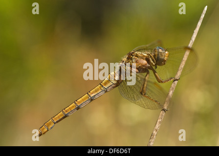 Carénées femelle Orthetrum coerulescens (dard) Banque D'Images