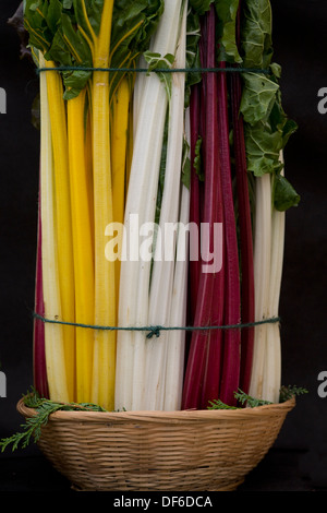 Beta fraîchement cueillis Rainbow Chard Beta vulgaris subsp cicla Banque D'Images