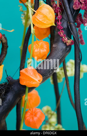 Fleurs lanterne chinoise Physalis alkekengi Banque D'Images