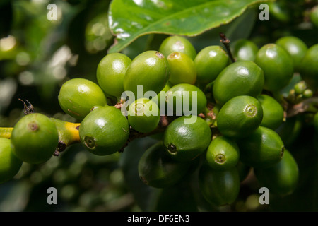 Des dosettes de café vert. Province de Chiriqui, République de Panama, Amérique Centrale Banque D'Images
