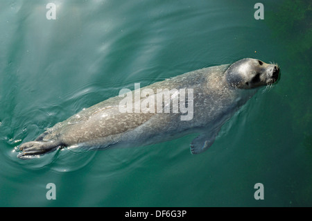 Les femelles Seal ou Phoque commun (Phoca vitulina). En captivité. Banque D'Images