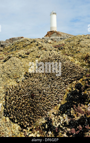 Goose barnacles couvrant les zones côtières avec des rochers du phare de Punta Roncudo sur l'arrière-plan. Banque D'Images