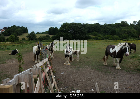 Les chevaux de travail administré par les voyageurs St pauls cray kent uk 2013 Banque D'Images