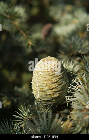 La maturité des cônes de pin et de nouveaux pays en développement sur le cône de cèdre de l'Atlas bleu arbre branche entre les aiguilles de pin Banque D'Images