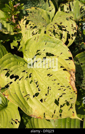 Mauvais cas de dégâts causés par les insectes nuisibles à Hosta laisse à la fin de l'été de nombreux trous mangés par les limaces et escargots petits insectes Banque D'Images