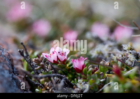 Azalée ; Kalmia procumbens Shetland ; Royaume-Uni ; Banque D'Images