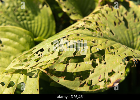 Mauvais cas de dégâts causés par les insectes nuisibles à Hosta laisse à la fin de l'été de nombreux trous mangés par les limaces et escargots petits insectes Banque D'Images