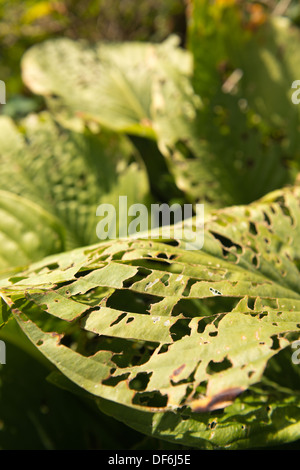 Mauvais cas de dégâts causés par les insectes nuisibles à Hosta laisse à la fin de l'été de nombreux trous mangés par les limaces et escargots petits insectes Banque D'Images