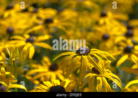 Rudbeckia laciniata Herbstsonne Black Eyed Susan en plein soleil Banque D'Images