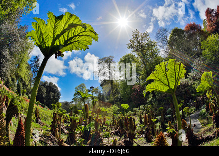 Jardin Trebah, Cornwall, UK Banque D'Images