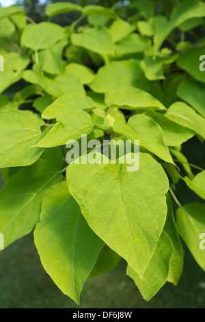 Catalpa speciosa ornementales hardy nord catalpa de l'ouest grandes feuilles d'arbres de cigare Banque D'Images