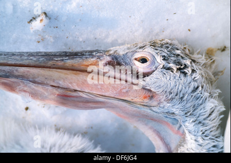 Pélican frisé (Pelecanus crispus) morts en raison d'un hiver rigoureux chef close-up, le lac Kerkini, Grèce Banque D'Images