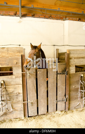 L'Europe, Espagne, Catalogne, Gérone, Stable dans la vallée de Nuria Banque D'Images