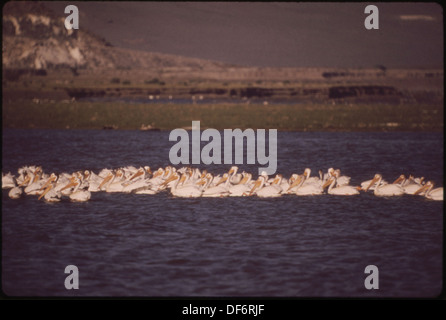 Les pélicans se nourrissent sur le lac Pyramid, près de l'île Anahoe, qui est un sanctuaire faunique fédéral et un lieu de reproduction pour les pélicans. Banque D'Images