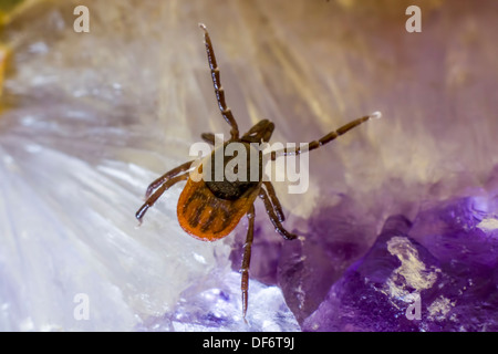 Le ricin tique (Ixodes ricinus) Banque D'Images