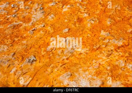 Tapis de bactéries colorées entourant Grand Prismatic Spring, Midway Geyser Basin, Parc National de Yellowstone, Wyoming Banque D'Images