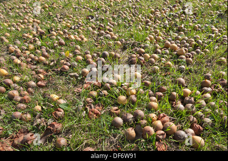 L'automne venu d'apples in orchard couvrant l'herbe trop nombreux à choisir et la perte de la récolte commence maintenant à la pourriture et de la décomposition Banque D'Images