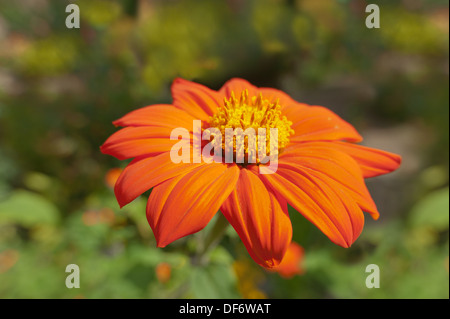 Speciosa Tithonia rotundifolia torch tournesol mexicain Banque D'Images
