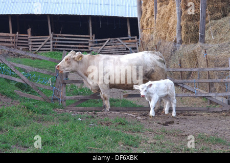 Veau blanc près de vache dans une ferme Banque D'Images