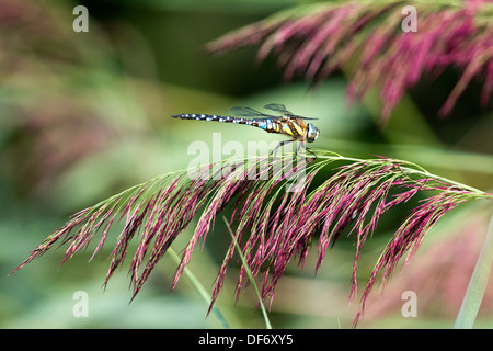 Hawker commun ou Sedge Darner (Aeshna juncea), Bow Creek Ecology Park, Newham, London, England, UK. Banque D'Images