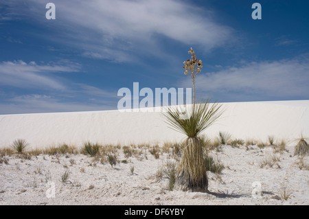 Arbre généalogique de savon du yucca (Yucca glauca ) la plante dans le ciel bleu de sable blanc National Monument, Nouveau Mexique Banque D'Images