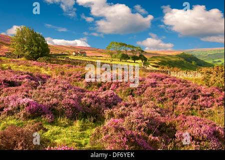 Sur le Fryup Heather blooming Dale Moor. Le Parc National de North York, North Yorkshire, Angleterre Banque D'Images