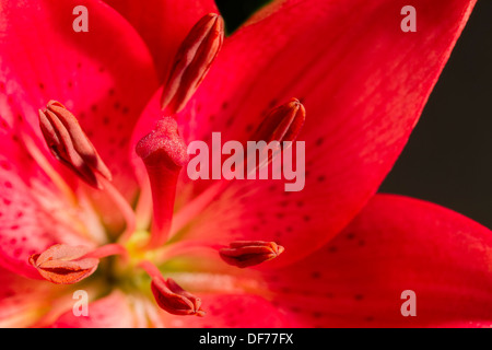 Lily rose foncé sur fond noir Banque D'Images